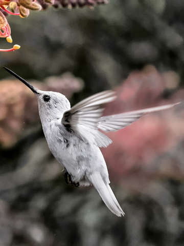 Leucistic annas hummingbird in flight