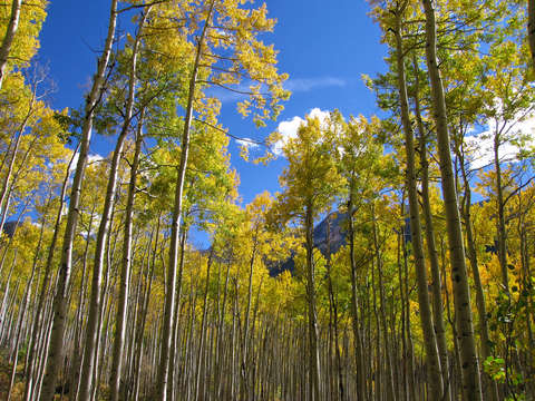 Green and yellow