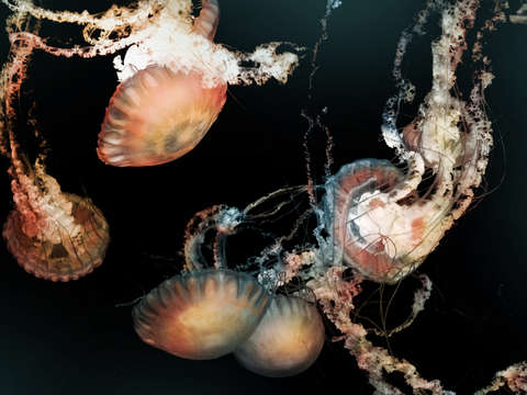Cnidarians iii