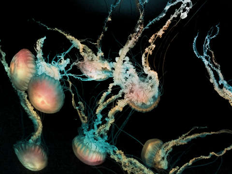 Cnidarians iv
