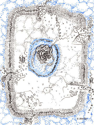 Eukaryotic