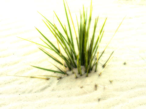 Quicksand