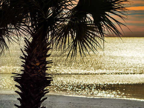 Palm tree colors