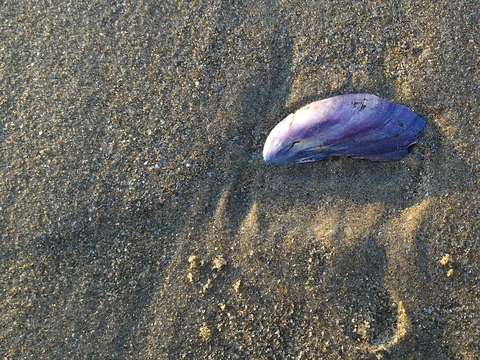 Purple mussel