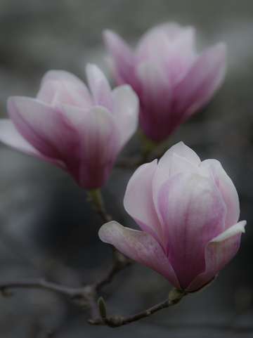 Magnolia blossoms 2