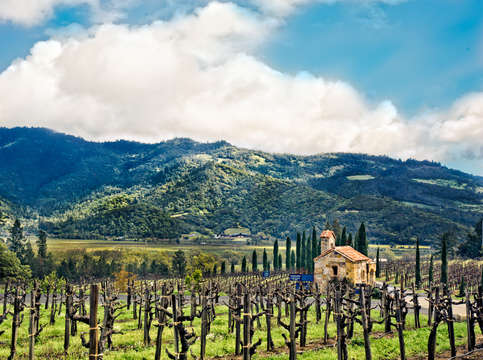Calistoga vineyard