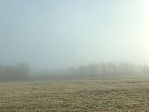 Field in the mist