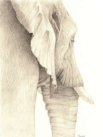 Elephant iii