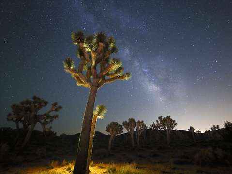 Joshua tree at night 2