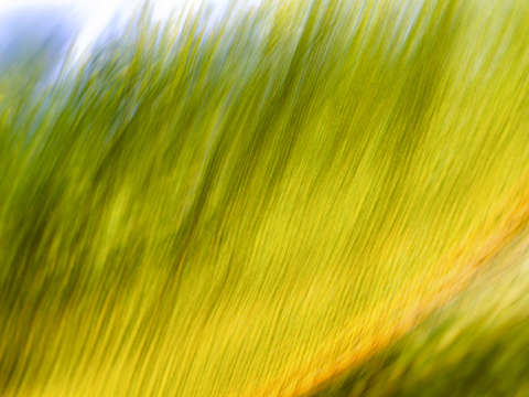 In the breeze