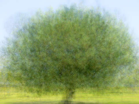 Pine tree at the park