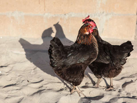 Roosters on the beach