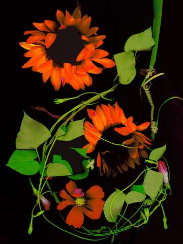 Sunflower & Vine