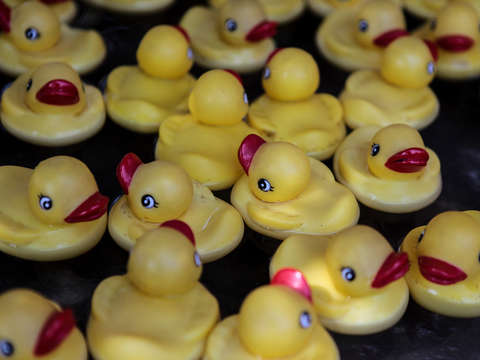 Yellow rubber ducks