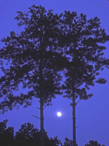 Moon and pine trees 55u0503