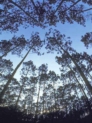 Southern forest 55r0410