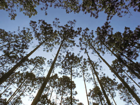 Southern forest 55r0413