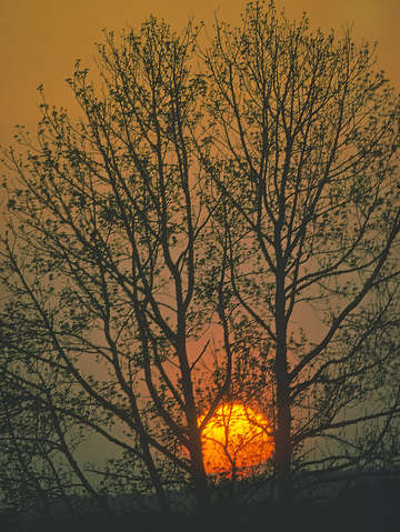 Sun setting winter tree 55e0114