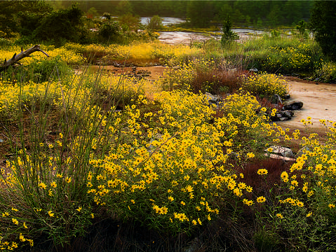 Yellow daisies on stone mountain 05ak0909068
