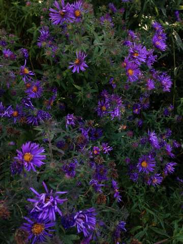 Purple flowers
