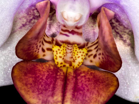 Orchid hidden beauty