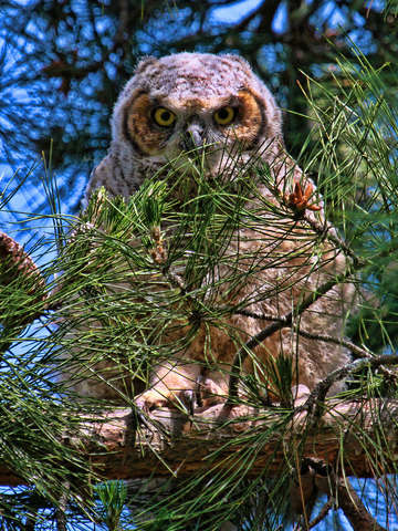Peek a boo