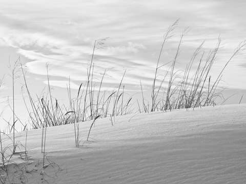 Lake michigan dunes