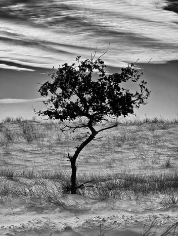 Lonely tree 3
