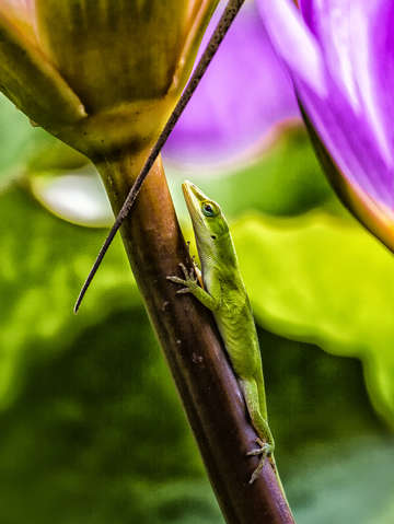 Anole lizard on lotus