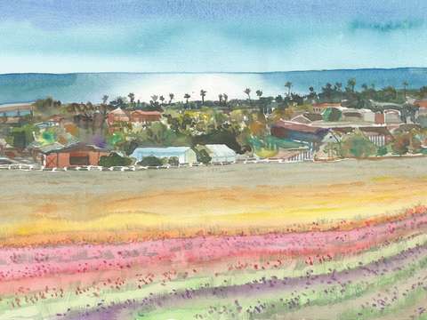 Carlsbad flower fields