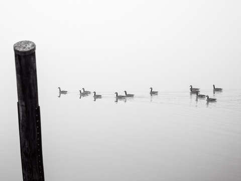 Serenity 14