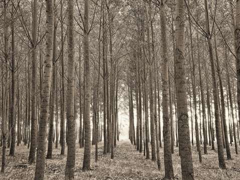 Tree farm