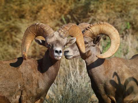 Big horn sheep