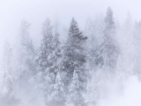 Hidden forest