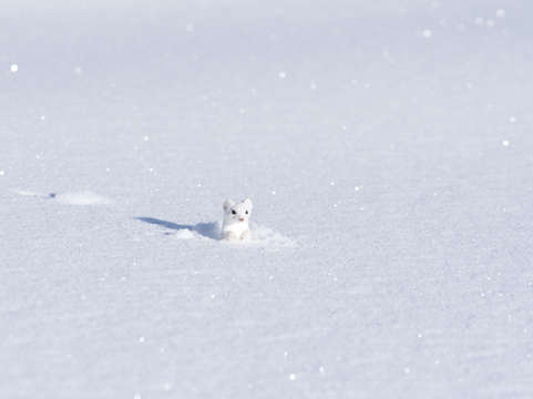 Ermine