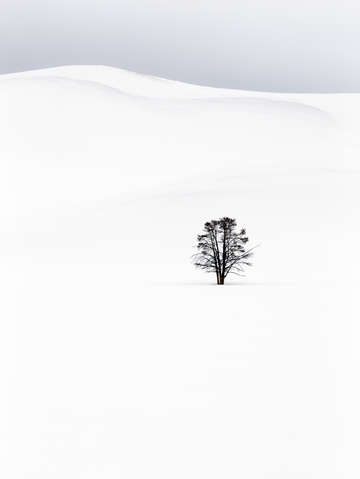 Alone 4