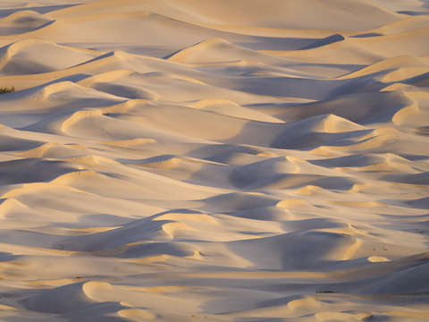 Dunefield