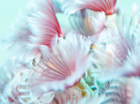Pink and aquamarine softness