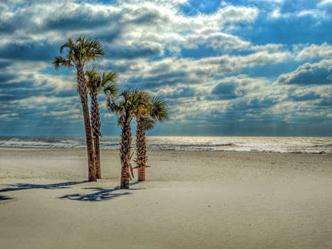 4 palms on the beach