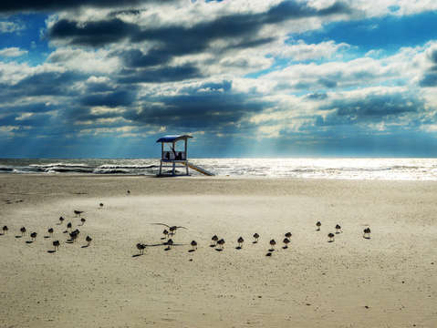 Stampede of the gulls