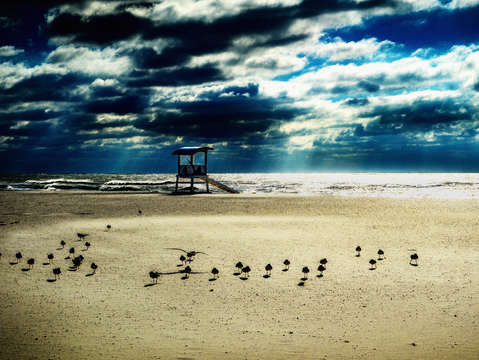 Stampede of the gulls v2