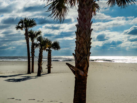 5 palms on the beach