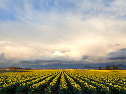 Daffodil sunset