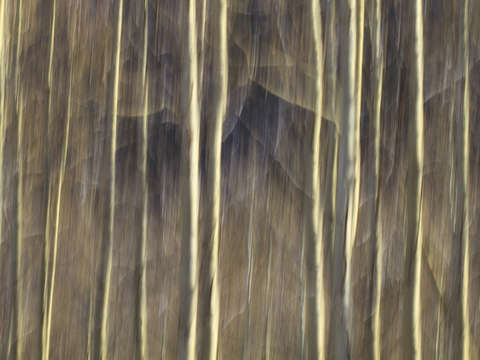 Aspens