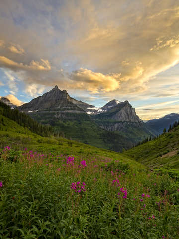 Alpine Swirl