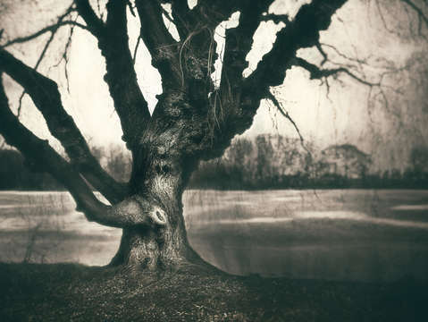 Gnarled old tree