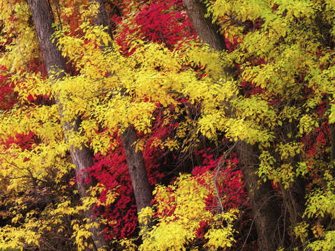 Maples