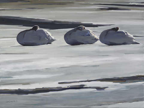 Wintering swans