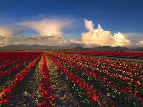 Tulips