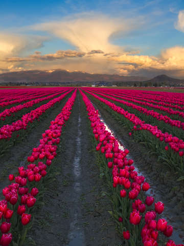 Pink tulips